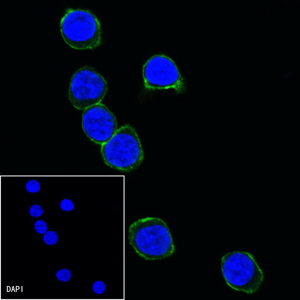 CD28 Mouse mAb (S-714-76)