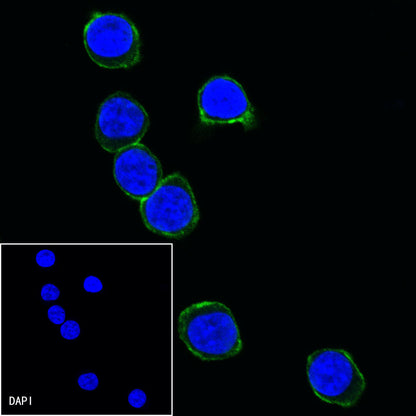 CD28 Mouse mAb (S-714-76)