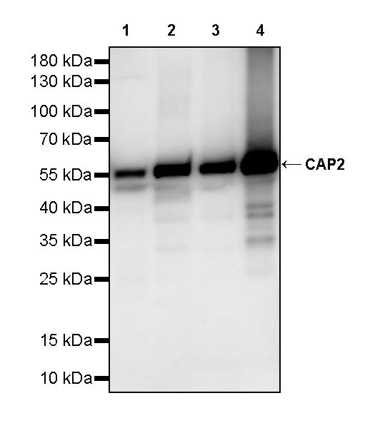 CAP2 Recombinant Rabbit mAb (S-4359-62)