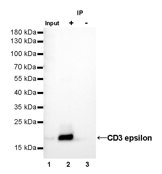 CD3 epsilon Recombinant Rabbit mAb (SDT-241-49)
