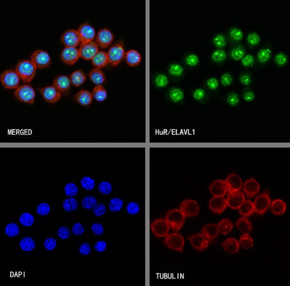 HuR/ELAVL1 Recombinant Rabbit mAb (S-2357-20)