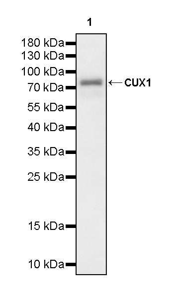 CUX1 Mouse mAb