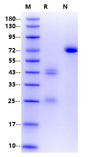 IL-12 Protein,Mouse