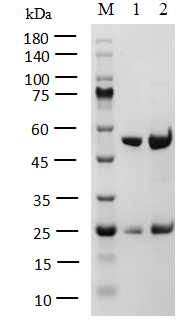TXK Protein
