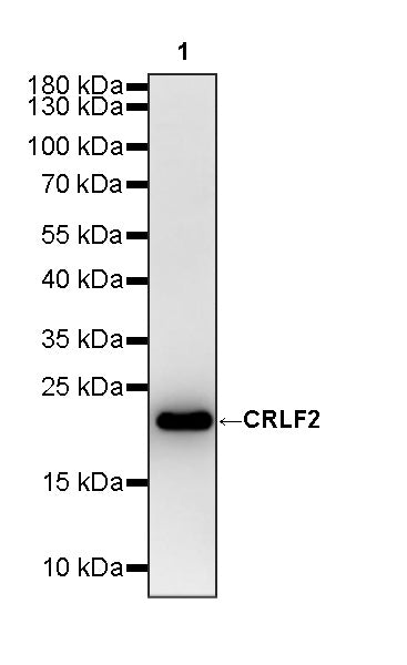 COPZ1 Recombinant Rabbit mAb (S-4445-53)