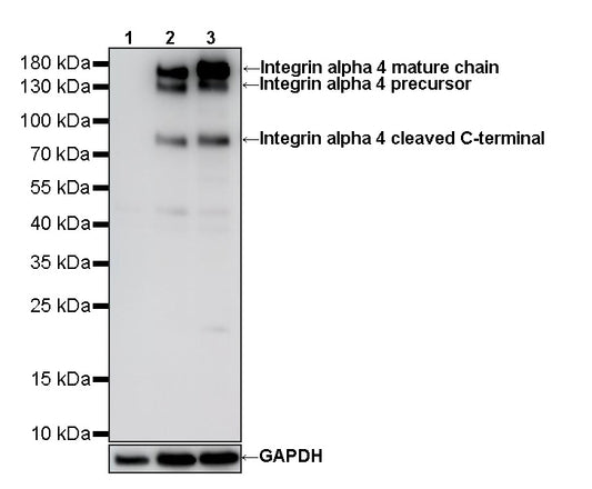 ITGA4/Integrin alpha 4/CD49D Recombinant Rabbit mAb (S-4581-3)