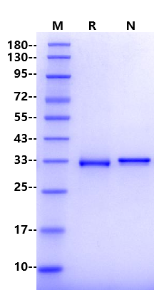 IGFBP-2 Protein, Human