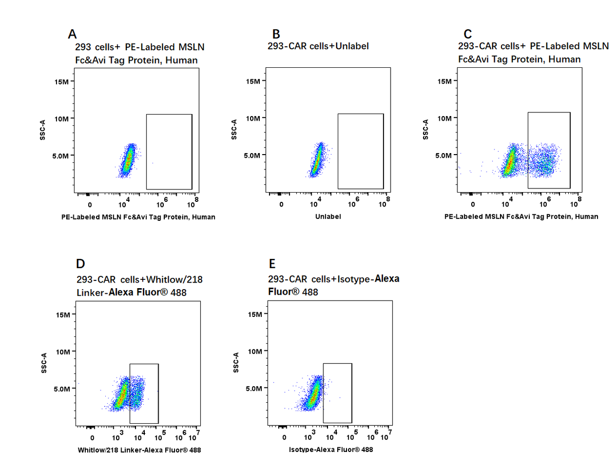 PE-Labeled MSLN Fc&Avi Tag Protein, Human