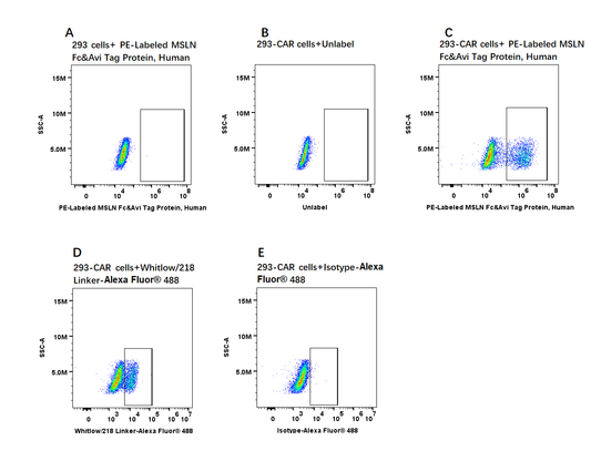 PE-Labeled MSLN Fc&Avi Tag Protein, Human