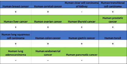 SMARCAL1 Recombinant Rabbit mAb (S-2110-328)