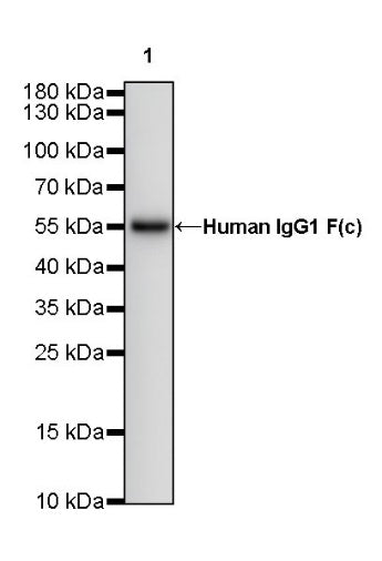 Human IgG1 F(c) Recombinant Rabbit mAb (S-447-20)