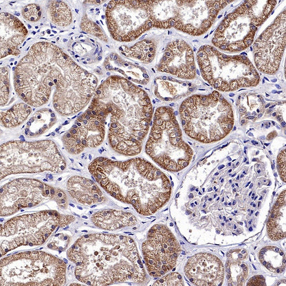 Atg3 Recombinant Rabbit mAb (S-2168-20)