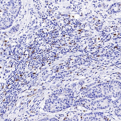 CD94 Recombinant Rabbit mAb (S-2616-5)