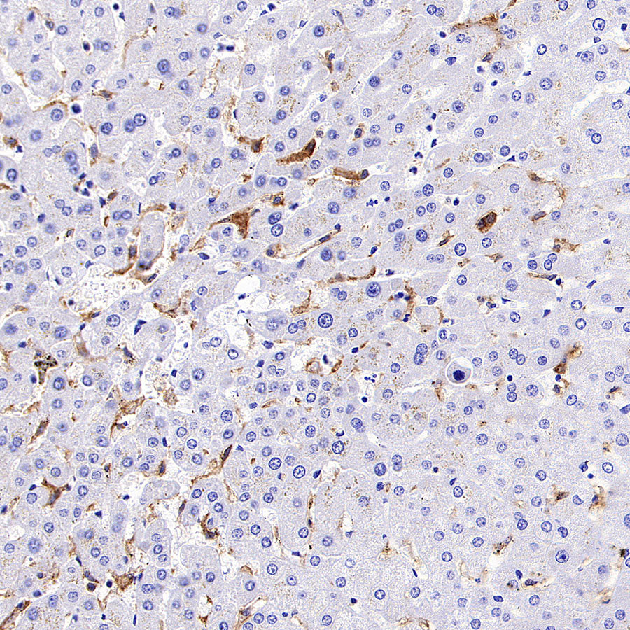 LILRB1 Recombinant Rabbit mAb (S-5001)