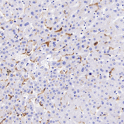 LILRB1 Recombinant Rabbit mAb (S-5001)