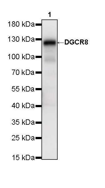 DGCR8 Mouse mAb