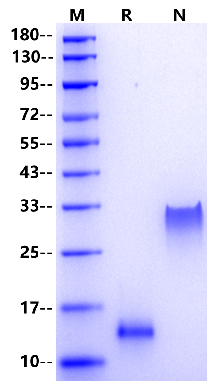 GDF-5/BMP-14 Protein, Human
