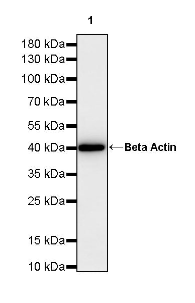 Beta Actin Recombinant Mouse mAb (S-5033)