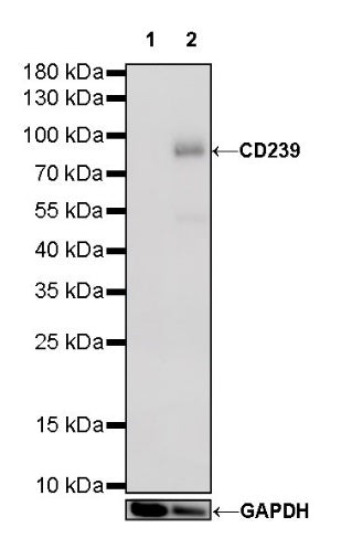 CD239 Recombinant Rabbit mAb (S-R284)