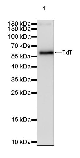 TdT Rabbit Polyclonal Antibody