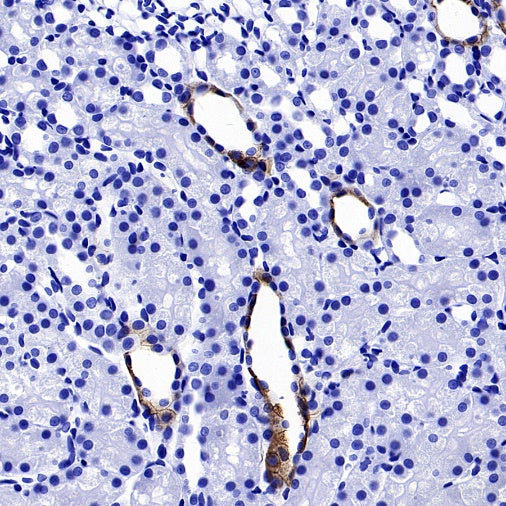 AQP4 Recombinant Rabbit mAb (S-1609-62)