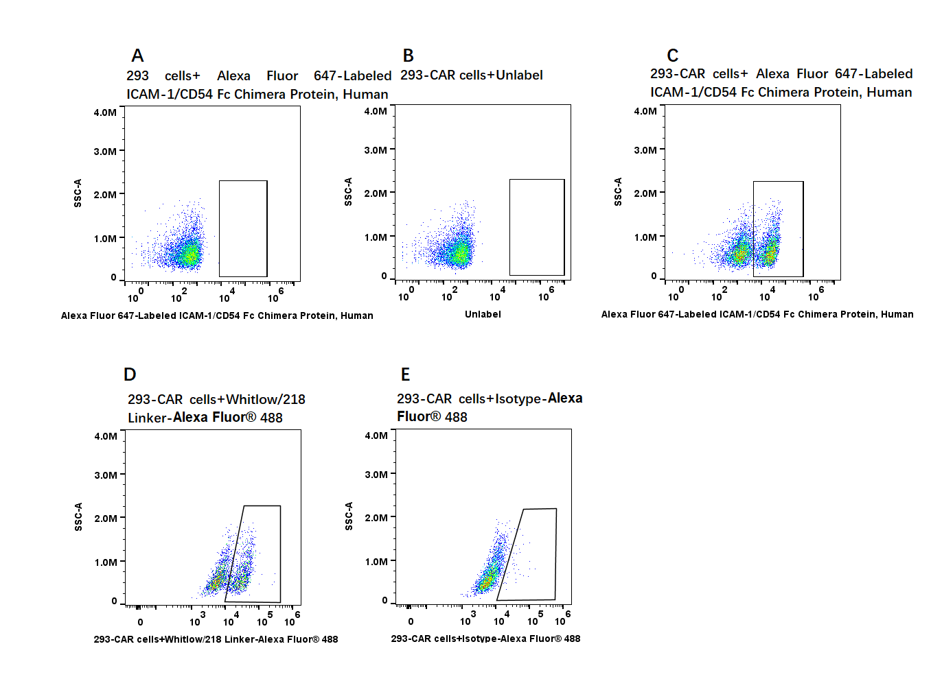 Alexa Fluor 647-Labeled ICAM-1/CD54 Fc Chimera Protein, Human