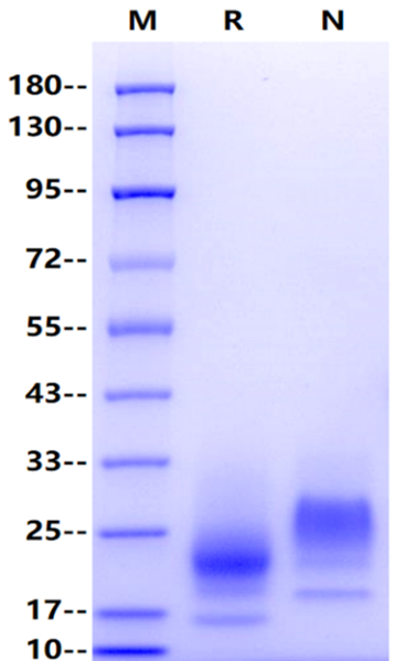 RSPO3 Protein, Human