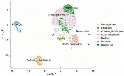 hPSC Inducing Differentiation of Renal Organoids Kit