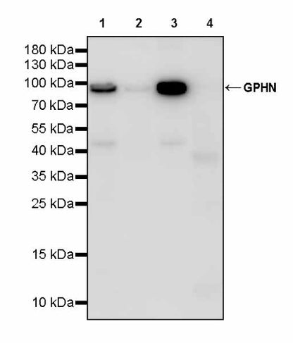 GPHN Recombinant Rabbit mAb (S-3167-63)