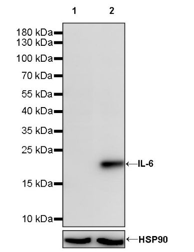 Mouse IL-6 Recombinant  mAb (S-1630-38)