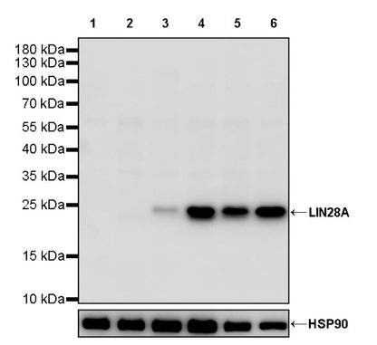 LIN28A Rabbit Polyclonal Antibody