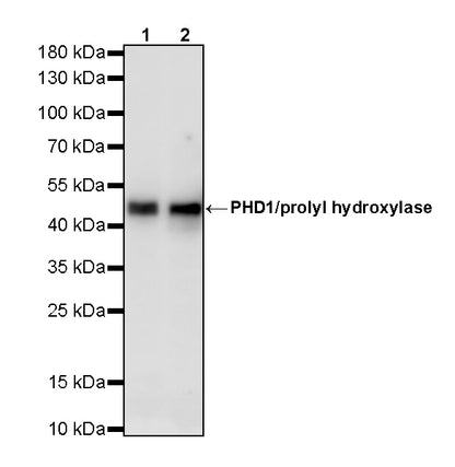 PHD1/prolyl hydroxylase Recombinant Rabbit mAb (S-5060-43)