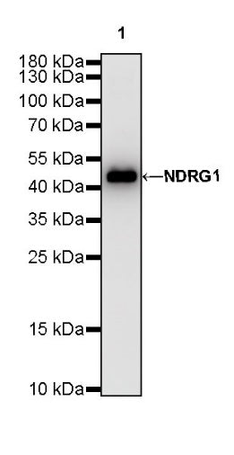 NDRG1 Recombinant Rabbit mAb (S-623-82)