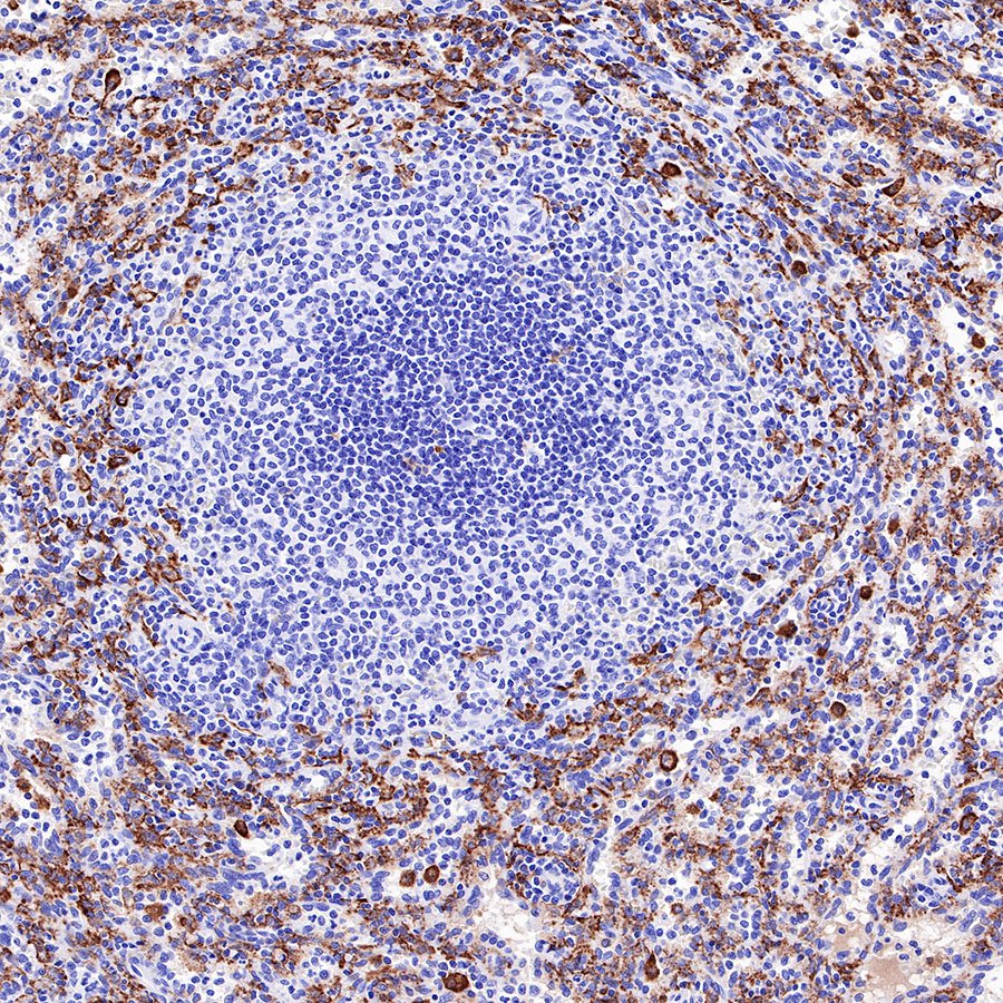 CD163 Recombinant Rabbit mAb,PBS Only (SDT-327-58)