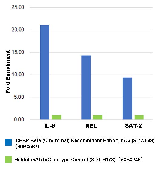 CEBP Beta (C-terminal) Recombinant Rabbit mAb (S-773-48)