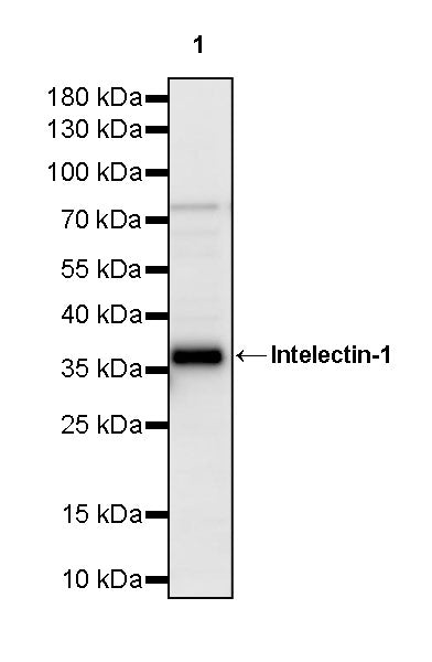 Intelectin-1 Rabbit Polyclonal Antibody