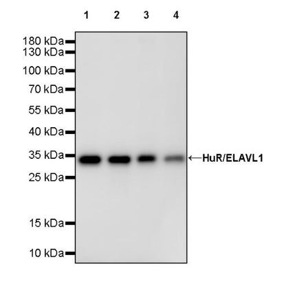 HuR/ELAVL1 Recombinant Rabbit mAb (S-2357-20)