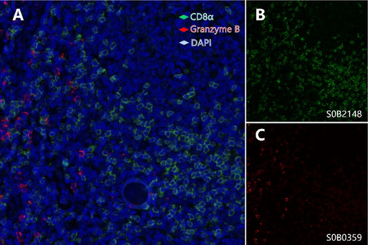Cytotoxic T cell and natural killer (NK) cell (CD8α, Granzyme B) Antibody Panel