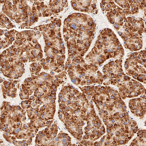 Gstk1 Recombinant Rabbit mAb (S-R341)