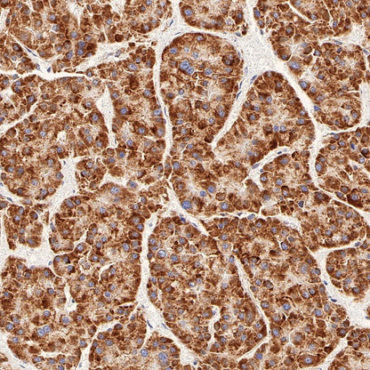 Gstk1 Recombinant Rabbit mAb (S-R341)