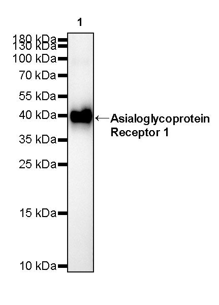 Asialoglycoprotein Receptor 1 Recombinant Rabbit mAb (SDT-292-48)