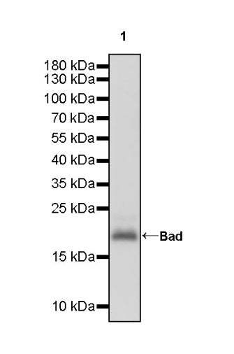 Bad Recombinant Rabbit mAb (S-976-26)