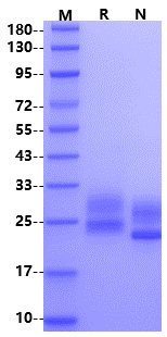 IL-28B/IFN-λ3 Protein, Mouse