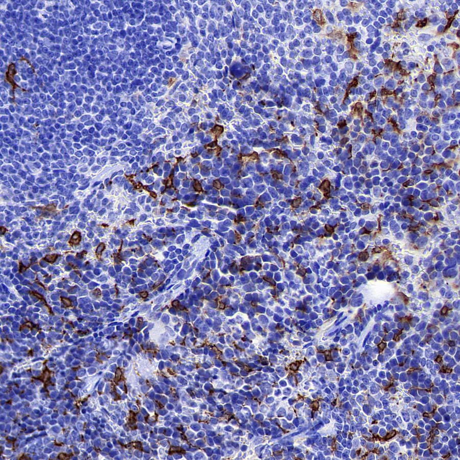 HO-1 Rabbit Polyclonal Antibody