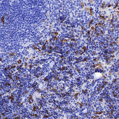 HO-1 Rabbit Polyclonal Antibody