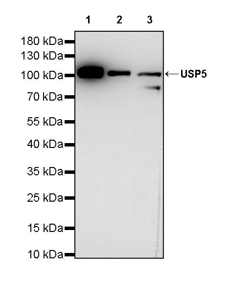 USP5 Rabbit Polyclonal Antibody