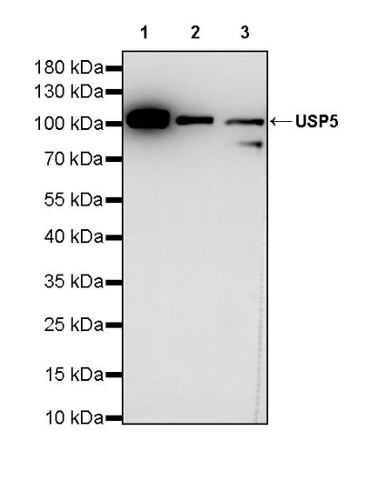 USP5 Rabbit Polyclonal Antibody
