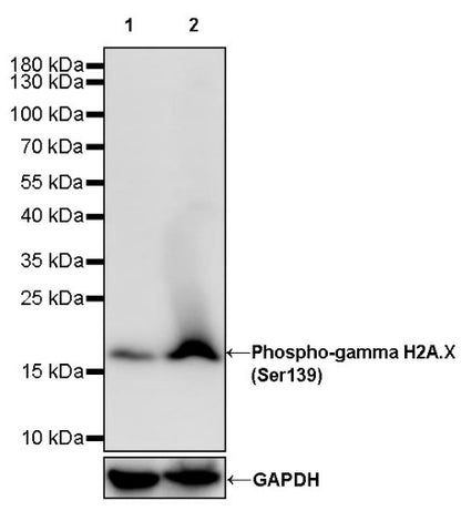 Phospho-gamma H2A.X (Ser139) Recombinant Rabbit mAb (S-981-56)
