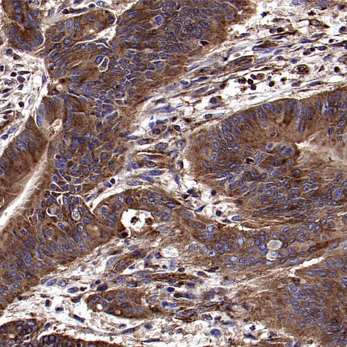 IFITM3 Rabbit Polyclonal Antibody