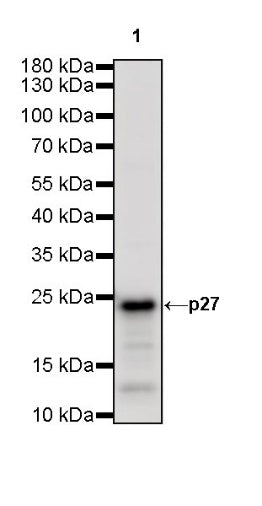 p27 Recombinant Rabbit mAb (SDT-R350)